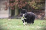 Pomsky pups - Mini Husky - Belgisch Pomskie fokker, Dieren en Toebehoren, Parvo, België, Overige rassen, 8 tot 15 weken
