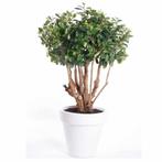 Kunstplant ficus groen in witte ronde pot 70 cm  - Overige.., Ophalen of Verzenden