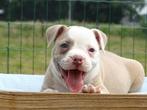 Old English Bulldog pups! | Mogen mee! | Hartelijk Welkom., Parvo, Nederland, 8 tot 15 weken, Bulldog
