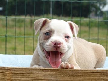 Old English Bulldog pups! | Mogen mee! | Hartelijk Welkom. beschikbaar voor biedingen