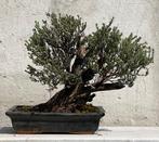 Bonsai Tijm - Hoogte (boom): 22 cm - Diepte (boom): 28 cm -