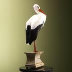 Ooievaar Taxidermie volledige montage - Ciconia ciconia -, Nieuw