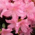 Rhododendron (AJ) Gilbert Mullie, Tuin en Terras, Planten | Bomen, Ophalen