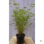 Bamboe niet woekerend 120 cm - Warentuin Natuurlijk, Tuin en Terras, Planten | Bomen, Verzenden