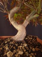 Acer Palmatum - Geen minimumprijs - Hoogte (boom): 37 cm -