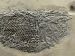 Fossiel - Fossiele matrix - Asialepidotus - 22.5 cm - 14.5