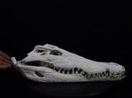 56 CM Nile Crocodile Schedel - Crocodylus niloticus (with, Nieuw