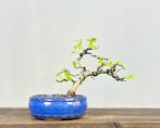 Gekroonde contributed - Hoogte (boom): 20 cm - Diepte, Antiek en Kunst, Curiosa en Brocante