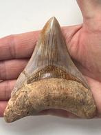 Megalodon tand 10,5 cm - Fossiele tand - Carcharocles