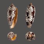 Hammer patroon  kwaliteit Fine+++  Taxidermie wandmontage, Nieuw