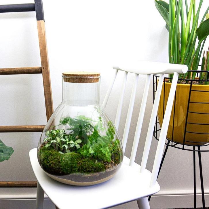 DIY terrarium - Sam XL -  35 cm - Normal, Tuin en Terras, Bloembollen en Zaden, Verzenden