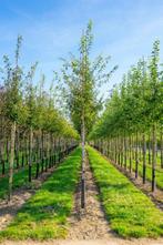 Malus toringo hoogstam 18/20