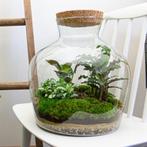 DIY terrarium -  Fat Joe -  30 cm, Tuin en Terras, Verzenden