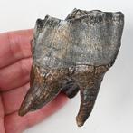 Wolharige neushoorn - Fossiele tand - Coelodonta