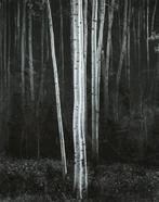Ansel Adams (1902–1984) - Aspens, Northern New Mexico, 1958, Antiek en Kunst