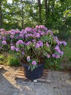 Rhododendron Cataw. Grandiflorum, Tuin en Terras, Planten | Bomen, Ophalen