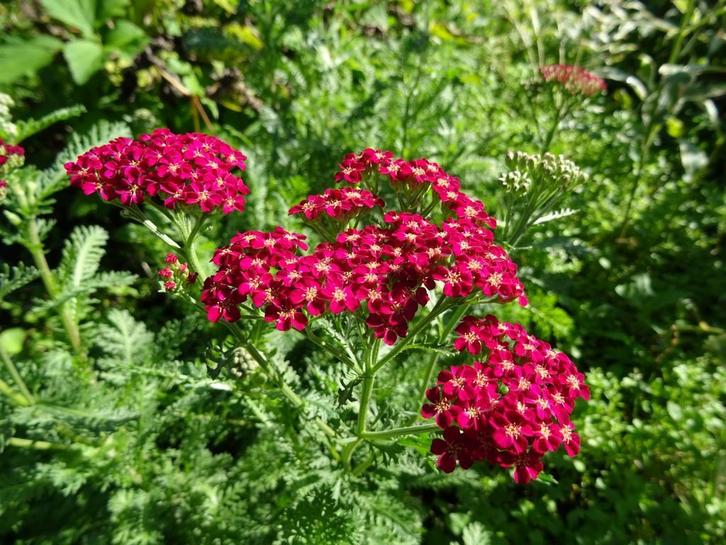 Groot assortiment Vaste planten, bodembedekers,siergrassen,, Tuin en Terras, Planten | Tuinplanten, Overige soorten, Vaste plant