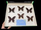Giant Butterfly -Papilio deiphobus deiphontes - Amboine, Nieuw