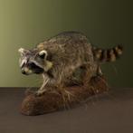 Wasbeer Taxidermie Opgezette Dieren By Max, Verzamelen, Dierenverzamelingen, Ophalen of Verzenden, Nieuw, Wild dier, Opgezet dier