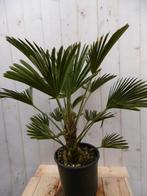 Winterharde Palmboom hoogte 70 cm - Warentuin Natuurlijk, Tuin en Terras, Verzenden