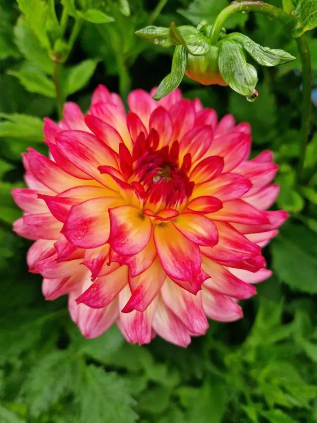 Dahlia Armateras (pink-yellow, Dahlia’s kopen?), Tuin en Terras, Bloembollen en Zaden, Ophalen of Verzenden