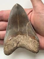 Megalodon tand 10,4 cm - Fossiele tand - Carcharocles