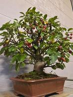 Malus bonsai (Malus sargentii) - Hoogte (boom): 60 cm -