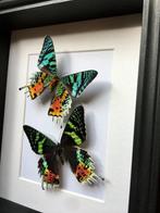 Mot Taxidermie volledige montage - Urania Ripheus Femelles -