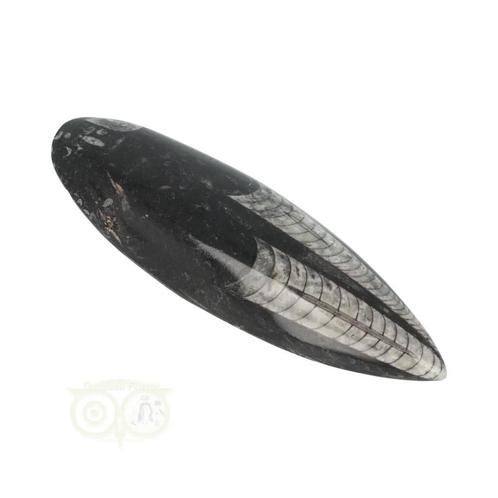 Orthoceras Fossiel geslepen Nr 24 - 181 gram, Sieraden, Tassen en Uiterlijk, Edelstenen, Nieuw, Verzenden