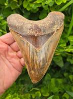 *15cm* Megalodon - Fossiele tand - 150 mm - 113 mm, Verzamelen, Mineralen en Fossielen