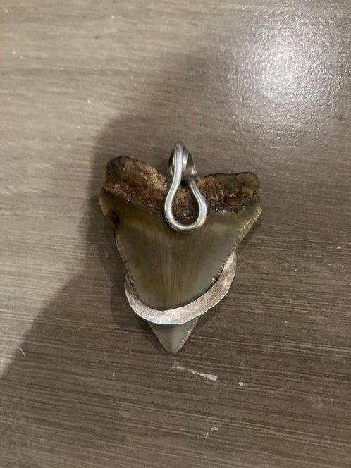 Dent de Mégalodon Hanger- 16 g, Verzamelen, Mineralen en Fossielen