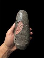 Elongatoolithus - Gefossiliseerd ei - oviraptor sp. - 18 cm, Verzamelen, Mineralen en Fossielen