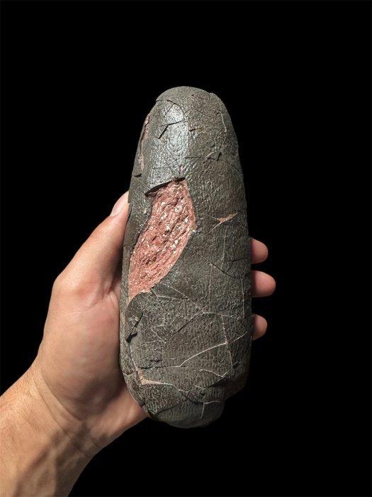 Elongatoolithus - Gefossiliseerd ei - oviraptor sp. - 18 cm, Verzamelen, Mineralen en Fossielen