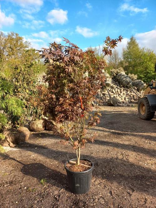 Acer palmatum atropurperea japanse esdoorn, Tuin en Terras, Planten | Bomen, Ophalen