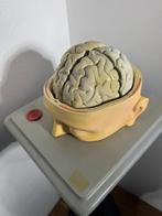 Anatomisch model - Hars - 1900-1910 - Zeldzaam met de hand