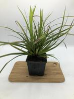 Carex morrowii  - Zegge, Halfschaduw, Zomer, Vaste plant, Siergrassen