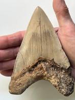 Enorme Megalodon tand 13,8 cm - Fossiele tand - Carcharocles