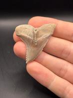 Haai - Fossiele tand - Hemipristis Serra - 5 cm - 3.9 cm
