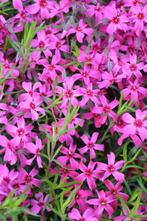 Kruipvlambloem Phlox subulata Scarlet Flame 5-10 Pot P9