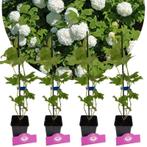 Viburnum opulus Roseum + pot 9cm 4 pcs, Verzenden, Volle zon