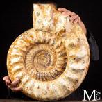 Monumentale getuigenis uit het Midden-Jura - Reuze fossiele, Nieuw