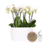 Drie witte orchideeën Amabilis 9cm en drie groene planten Rh, Verzenden, Nieuw
