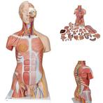 Anatomie model torso met organen, 31-delig, 87 cm, Sport en Fitness, Nieuw, Verzenden