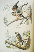 Comte de Buffon - Histoire naturelle des Oiseaux - 1838, Antiek en Kunst, Antiek | Boeken en Bijbels