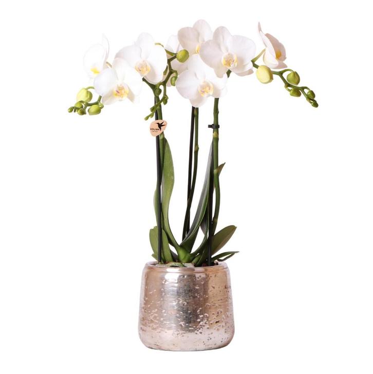 Kolibri Orchids | witte Phalaenopsis orchidee – Amabilis + L, Tuin en Terras, Bloembollen en Zaden, Verzenden