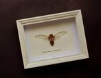 Cicade Taxidermie volledige montage - Macrosemia - 15.5 cm -, Antiek en Kunst, Curiosa en Brocante