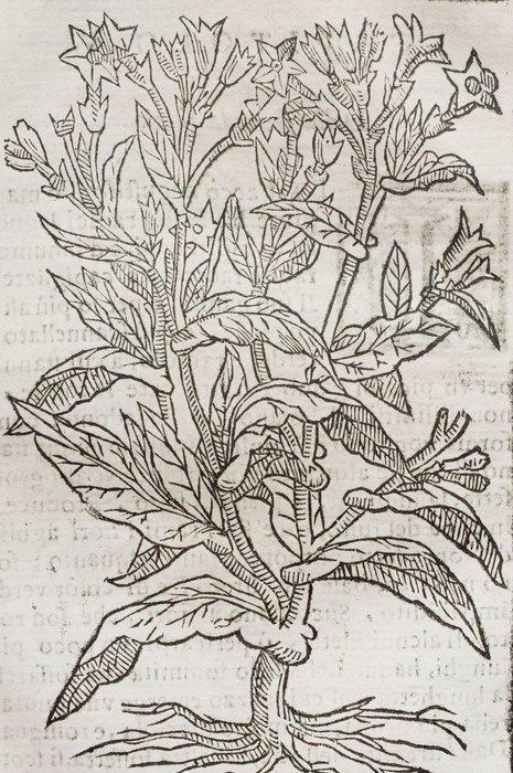 Stella - Tabacco - 1669, Antiek en Kunst, Antiek | Boeken en Bijbels