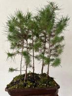 Den bonsai (Pinus) - Hoogte (boom): 45 cm - Diepte (boom):