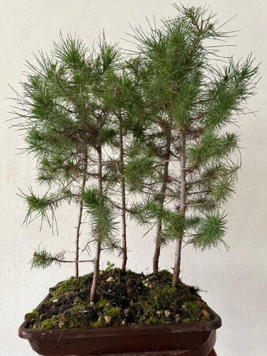 Den bonsai (Pinus) - Hoogte (boom): 45 cm - Diepte (boom):, Antiek en Kunst, Curiosa en Brocante