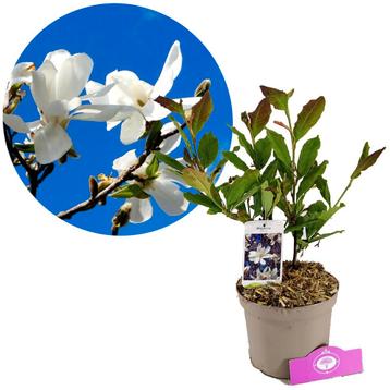 Magnolia stellata + pot 17cm beschikbaar voor biedingen